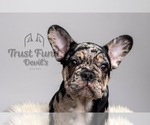 Puppy 3 French Bulldog