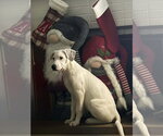 Small #18 Great Pyrenees Mix