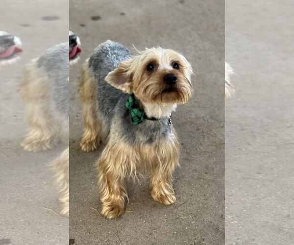 Medium Photo #4 Silky Terrier-Unknown Mix Puppy For Sale in Phoenix, AZ, USA