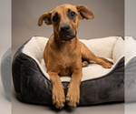 Small #1 Mutt