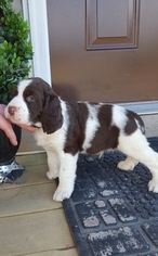 English Springer Spaniel Puppy for sale in NEWVILLE, PA, USA