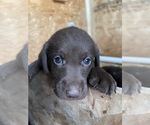 Small Photo #16 Labrador Retriever Puppy For Sale in MADERA, CA, USA