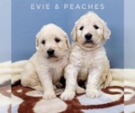 Small Photo #6 English Cream Golden Retriever-Poodle (Standard) Mix Puppy For Sale in CEDAR GAP, MO, USA