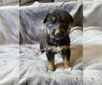 Small Photo #6 German Shepherd Dog-Siberian Husky Mix Puppy For Sale in CANISTEO, NY, USA