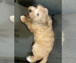 Small Photo #8 Cavapoo Puppy For Sale in HILLSBORO, WI, USA