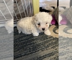 Small Photo #8 Maltipoo-Zuchon  Puppy For Sale in GLENDALE, AZ, USA