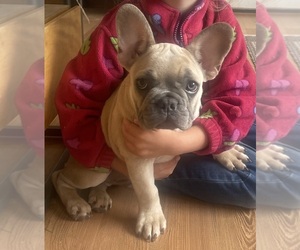 French Bulldog Puppy for sale in WAUWATOSA, WI, USA