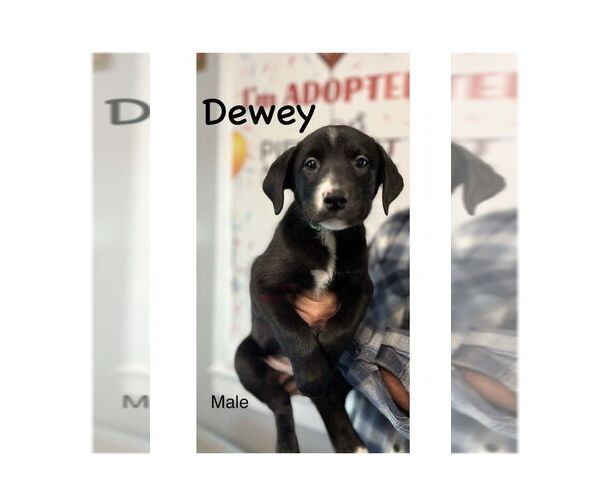 Medium Photo #1 Labrador Retriever-Unknown Mix Puppy For Sale in Mooresville, NC, USA