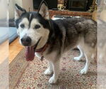 Small #1 Siberian Husky