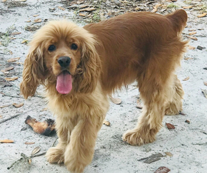 Father of the Cocker Spaniel puppies born on 03/06/2025
