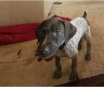 Puppy Molly German Shorthaired Pointer