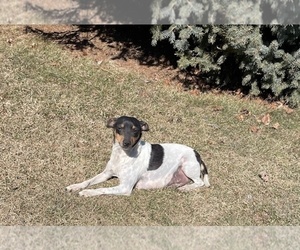 Mother of the Rat Terrier puppies born on 07/01/2026