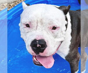 American Pit Bull Terrier-Unknown Mix Dogs for adoption in Jefferson, WI, USA