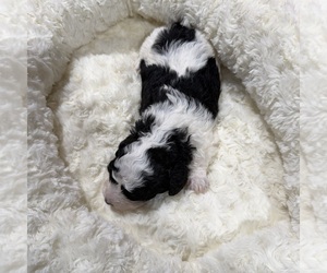 Havapoo Puppy for sale in GUTHRIE, KY, USA