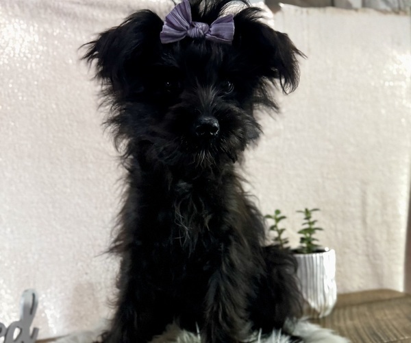 Medium Photo #4 YorkiePoo Puppy For Sale in NAPPANEE, IN, USA