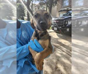 Mutt Dogs for adoption in San Antonio, TX, USA