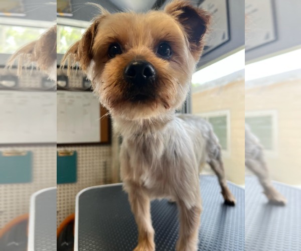 Medium Photo #3 Silky Terrier-Unknown Mix Puppy For Sale in Katy, TX, USA