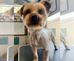 Small #2 Silky Terrier Mix