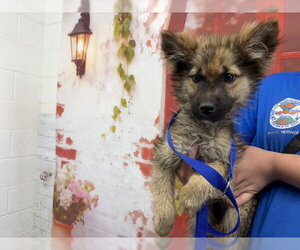 German Shepherd Dog Dogs for adoption in San Bernardino, CA, USA