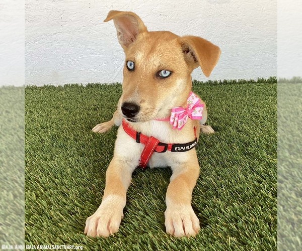 Medium Photo #2 Siberian Husky-Unknown Mix Puppy For Sale in San Diego, CA, USA