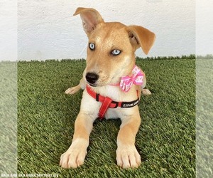 Missy - Female Siberian Husky-Unknown Mix Dog for Adoption - Photo #2
