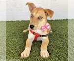 Small Photo #2 Siberian Husky-Unknown Mix Puppy For Sale in San Diego, CA, USA