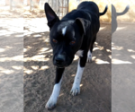 Small #1 American Staffordshire Terrier-Boxer Mix