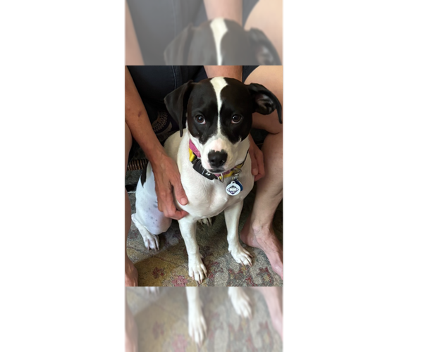 Medium Photo #9 Pointer-Unknown Mix Puppy For Sale in Greenbelt, MD, USA