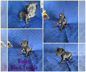 Medium Cane Corso-Great Dane Mix