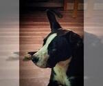 Small #4 American Pit Bull Terrier Mix