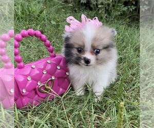 Pomeranian Puppy for Sale in BOCA RATON, Florida USA