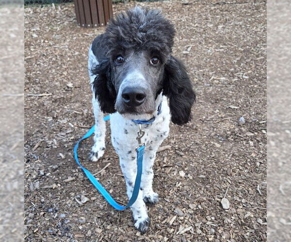 Medium Photo #1 Poodle (Standard)-Unknown Mix Puppy For Sale in Waterford, VA, USA