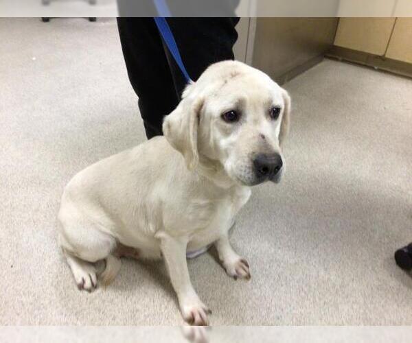 Medium Photo #1 Labrador Retriever Puppy For Sale in Riverside, CA, USA