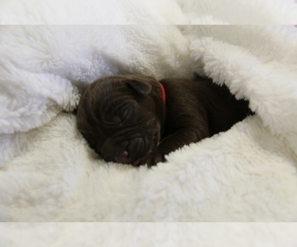 Medium Photo #8 Labrador Retriever Puppy For Sale in HYDE PARK, VT, USA