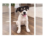 Jolene - Female Labrador Retriever-Unknown Mix Dog for Adoption - Small photo