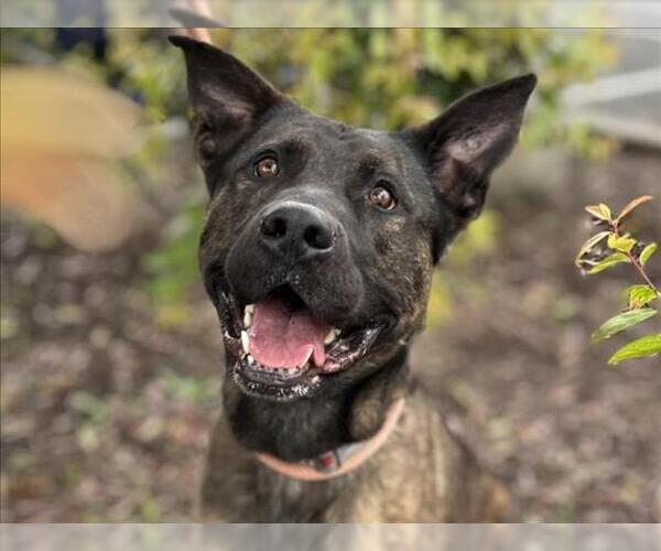 Medium Photo #1 Holland Shepherd-Unknown Mix Puppy For Sale in Martinez, CA, USA