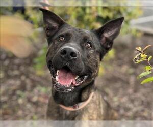 Holland Shepherd-Unknown Mix Dogs for adoption in Martinez, CA, USA