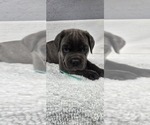 Puppy Puppy 2 Cane Corso