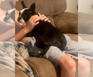 Mother of the Boston Terrier puppies born on 10/13/2025