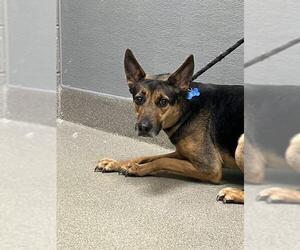German Shepherd Dog-Unknown Mix Dogs for adoption in Las Vegas, NV, USA