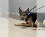 Small German Shepherd Dog Mix