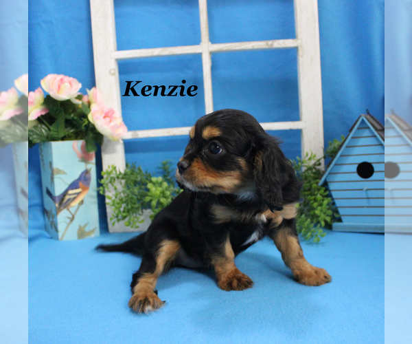 Medium Photo #2 Cavalier King Charles Spaniel Puppy For Sale in CHANUTE, KS, USA