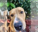 Small #3 American Staffordshire Terrier Mix