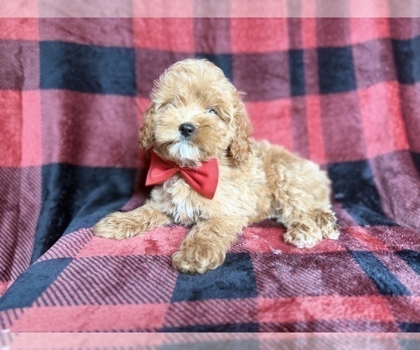 Medium Photo #5 Cockapoo (Miniature) Puppy For Sale in LAKELAND, FL, USA