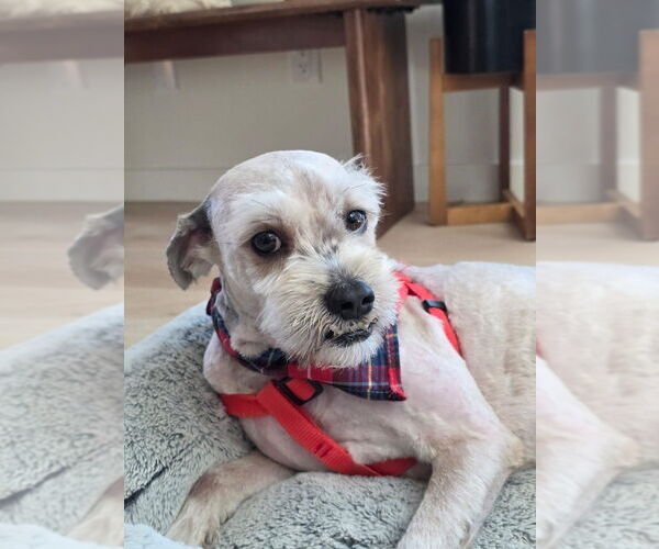 Medium Photo #6 Poodle (Miniature) Puppy For Sale in San Diego, CA, USA