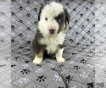Small #12 Australian Shepherd
