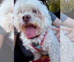 Small #1 Shih Tzu