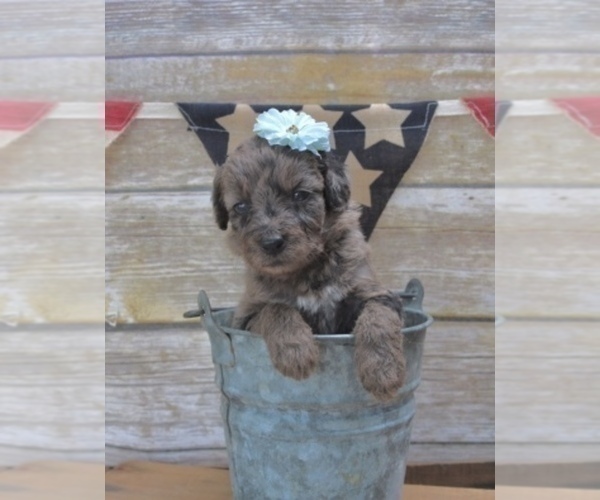 Medium Photo #6 Aussiedoodle Puppy For Sale in LEXINGTON, AL, USA