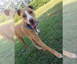 Small #11 Labrador Retriever-Rhodesian Ridgeback Mix