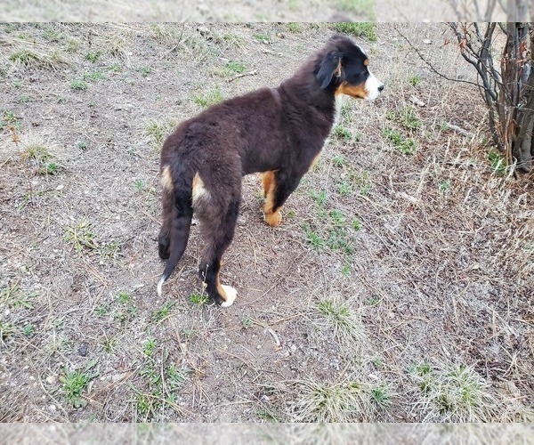 Medium Photo #10 Bernese Mountain Dog Puppy For Sale in BLACK FOREST, CO, USA